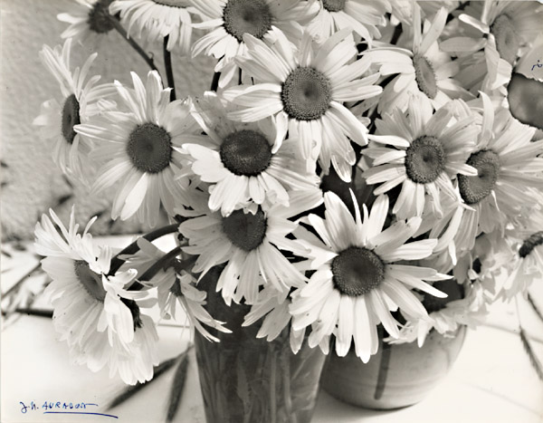 Jean-Marie Auradon - Daisies Jean-Marie Auradon - Daisies