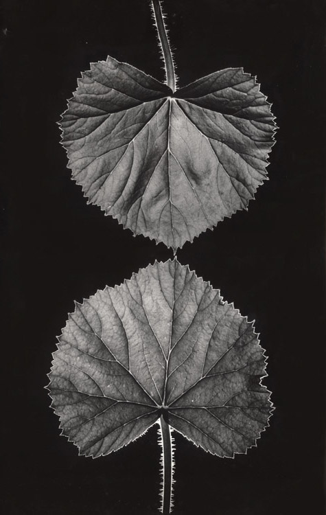 Jindrich Brok - Two Leaves Jindrich Brok - Two Leaves