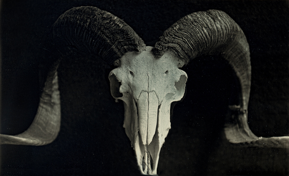 Charlie Schreiner - Ram with Horns Charlie Schreiner - Ram with Horns