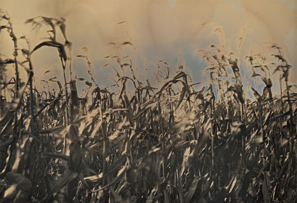 Charlie Schreiner - October Corn Charlie Schreiner - October Corn