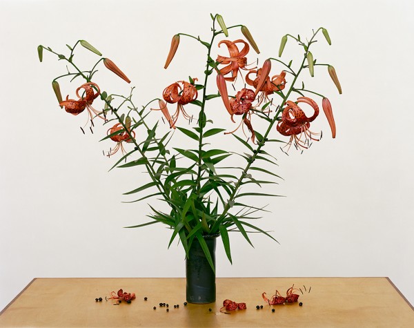 Paula Chamlee: From the series "From the Field." "Turk’s Cap Lily, 2013” . Pigment ink print on archival paper, 50 x 65 in. (1270 x 1651 mm), 2013/2018, on di-bond with wood framework on verso. 15873. Paula Chamlee: From the series "From the Field." "Turk’s Cap Lily, 2013” . Pigment ink print on archival paper, 50 x 65 in. (1270 x 1651 mm), 2013/2018, on di-bond with wood framework on verso. 15873.